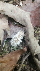 Akanthomyces aculeatus