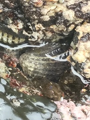 Concholepas concholepas