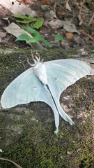 Akanthomyces aculeatus