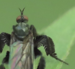 Rhamphomyia longicauda