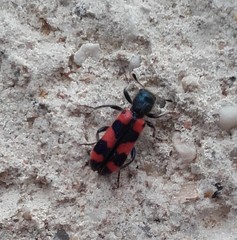 Trichodes leucopsideus