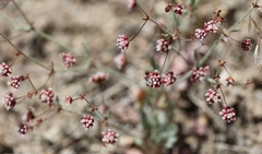 Eriogonum maculatum