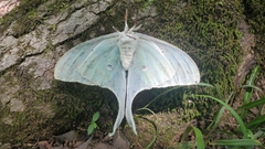 Akanthomyces aculeatus