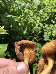 Pleurotus citrinopileatus
