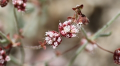 Eriogonum maculatum