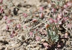 Eriogonum maculatum