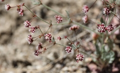 Eriogonum maculatum