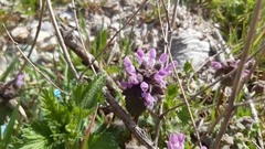 Lamium purpureum