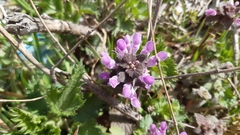 Lamium purpureum