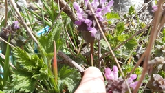 Lamium purpureum