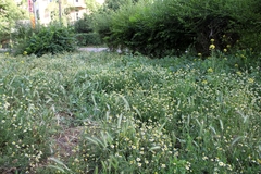 Tripleurospermum inodorum