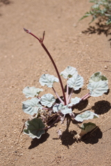 Eriogonum nutans