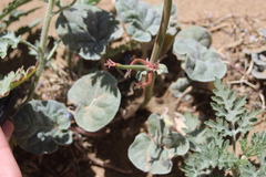 Eriogonum nutans