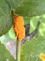 Phragmidium rosae-multiflorae