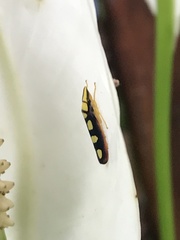 Platygonia spatulata