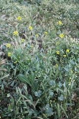 Sisymbrium loeselii