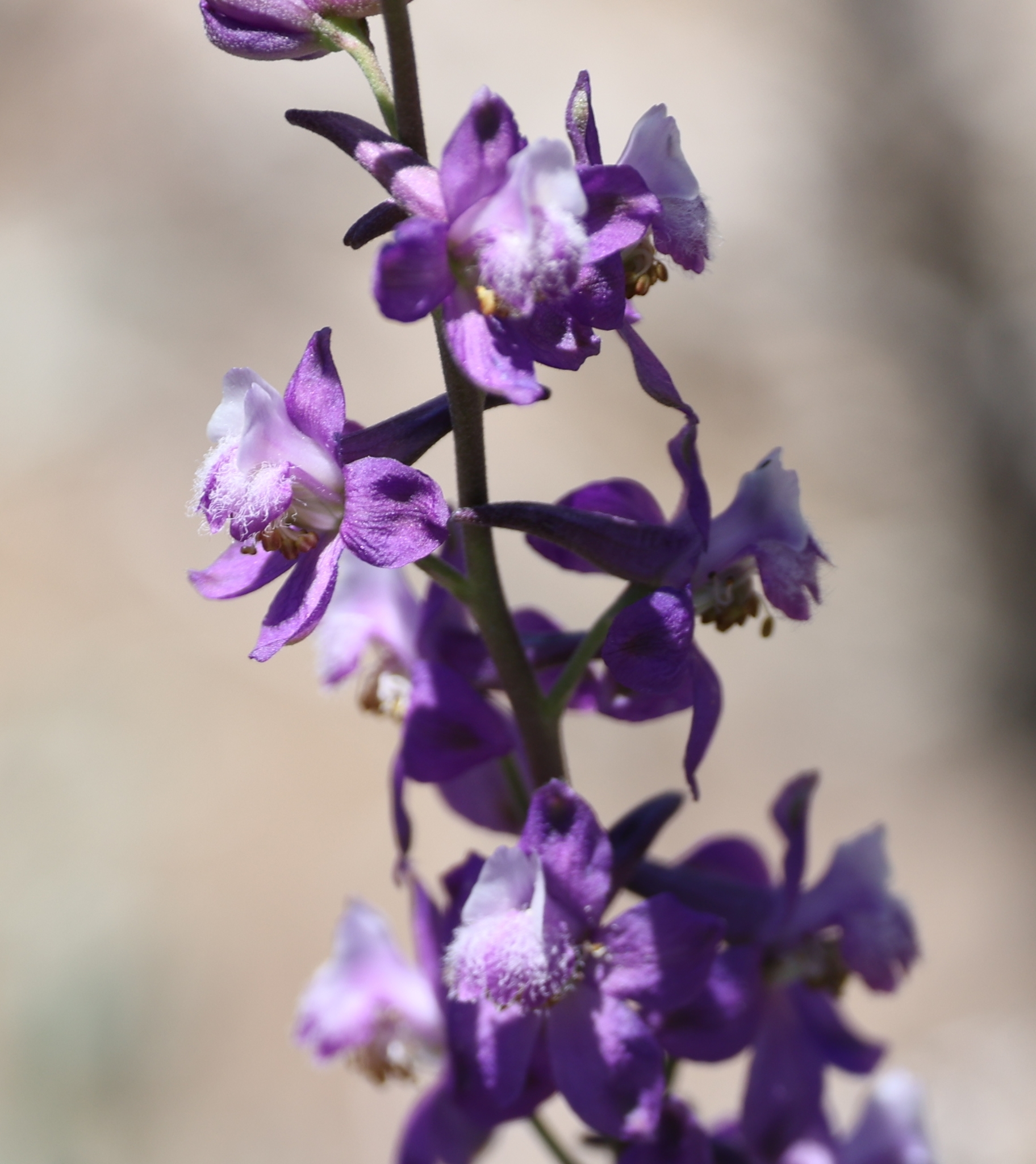 Delphinium parryi ssp. purpureum