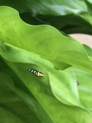 Platygonia spatulata