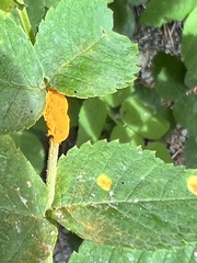 Phragmidium rosae-multiflorae