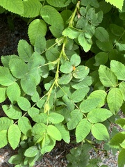 Phragmidium rosae-multiflorae