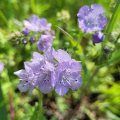 Phacelia hirsuta