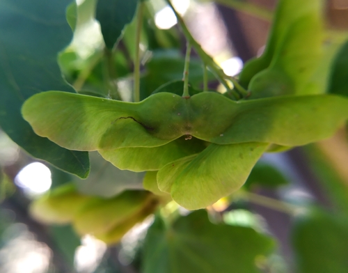 Maple-seed Pigmy
