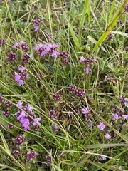 Thymus praecox britannicus