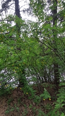 Caragana arborescens