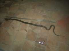 Paraphimophis rusticus