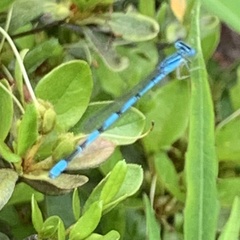 Enallagma doubledayi