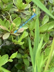 Enallagma doubledayi