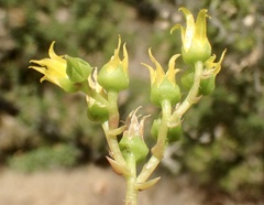 Dudleya stolonifera