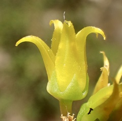 Dudleya stolonifera