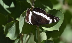 Limenitis weidemeyerii nevadae