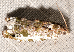 Proteoteras naracana
