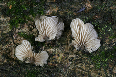Claudopus