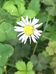 Bellis perennis