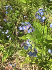 Myosotis decumbens
