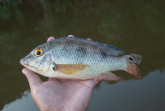 Satanoperca acuticeps