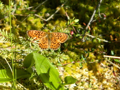 Boloria eunomia