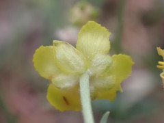 Ranunculus cardiophyllus