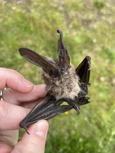 Mule-eared Bat