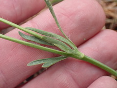 Ranunculus cardiophyllus