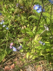 Myosotis decumbens