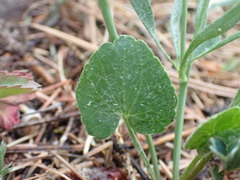 Ranunculus cardiophyllus