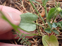 Ranunculus cardiophyllus