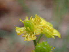 Ranunculus cardiophyllus