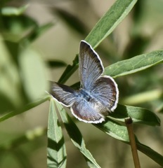 Icaricia icarioides austinorum