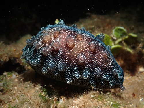 Cypraea talpa observed 2022-06-11