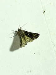 Autographa mandarina